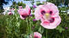 Pink Poppies Wallpaper Image