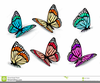 Colourful Butterflies Clipart Image