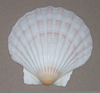 Open Clam Shell Image