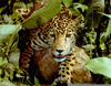 Amazon Rainforest Wildlife Image