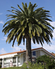 Date Palm Tree Image