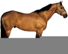 American Quarter Horse Clipart Image