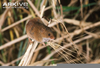 Harvest Mouse Facts Image
