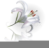 Clipart And Easter Lilly Image