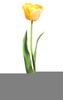 Yellow Tulips And Clipart Image