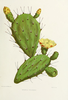Prickly Pear Cactus Clipart Image