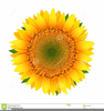 Sunflower Sketches Clipart Image