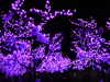 Purple Lights On Trees At Richmond Night Market Image