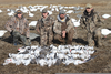 Snow Goose Hunting Image