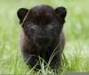 Baby Black Panther Image