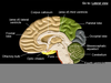 Labeled Brain Model Image