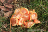 Mushroom Fungus Image