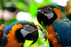 Amazon Rainforest Birds Image