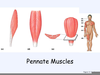 Pennate Muscles Image