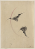 [two Bats Flying] Image