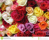 Multicolored Roses Clipart Image