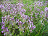 Purple Lawn Weed Image