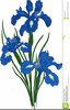 Free Iris Flower Clipart Image