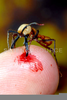 Army Ants Bites Image
