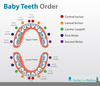 Diagram Baby Teeth Image
