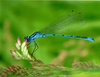 Blue Dragonfly Image