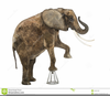 African Elephant Clipart Image