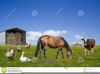 Free Clipart Of Animals On A Farm Image