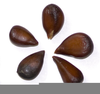 Apple Seeds Clipart Image