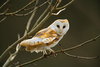 Barn Owl Image