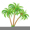 Palm Tree With Coconuts Clipart Image