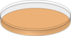 Orange Petri Dish Empty Clip Art