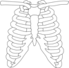 Rib Cage Clip Art