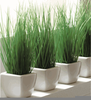 Indoor Ornamental Grasses Image