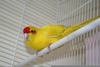 Red Parakeet Picture Image