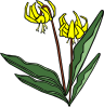 Gg Erythronium Grandiflorum Clip Art