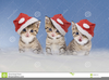 Clipart Of Cats And Kittens Image