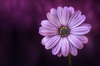 Flower Purple Lical Blosso Image