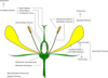 Flower Anatomy Clip Art