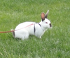 Frisky Rabbit Image