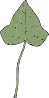 Ivy Leaf Clip Art