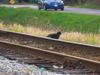 Dscn Cat On Railroad Tracks Shell Road Image