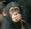 Newborn Chimpanzee Image