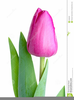 Pink Tulip Clipart Image
