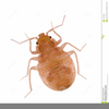 Free Clipart Bugs And Insects Image