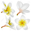 Hawaii Flower Clipart Image