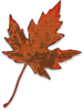 Brown Fall Leaf Clip Art