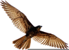 Birds Of Prey Clipart Black And White Image