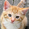 Ginger Kitten Face Image
