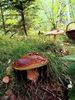 Mushrooms Image