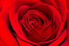 Red Rose Background Jzm Image